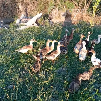 Patos con moño