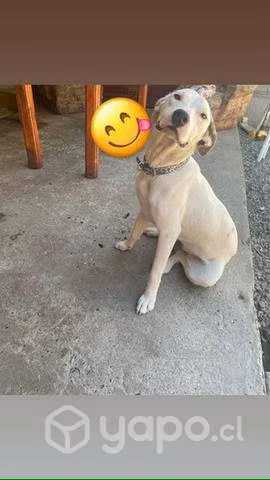 Perrita en adopción