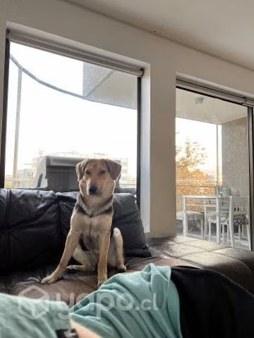 Perrita en adopción - Imagen 2