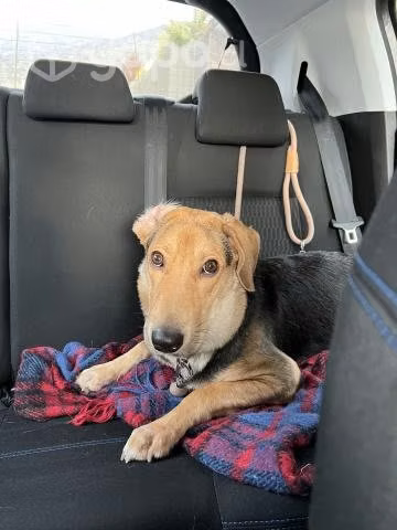 Perrita en adopción