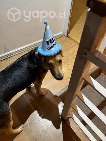 Perrita en adopción - Imagen 3