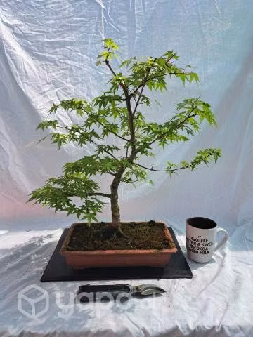 Bonsai