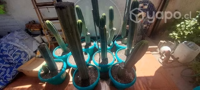 Cactus decorativos - Imagen 3