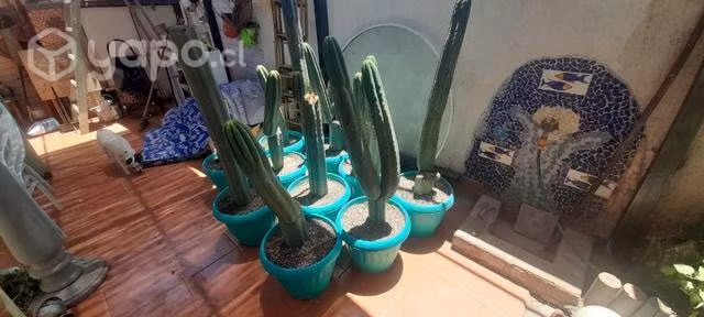Cactus decorativos - Imagen 2