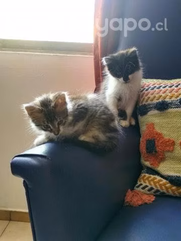 Regalo gatitas 3 meses - Imagen 2