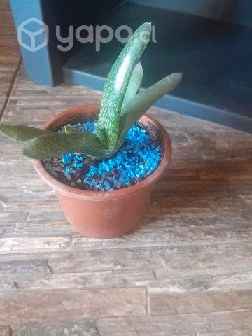 Suculenta - Imagen 2