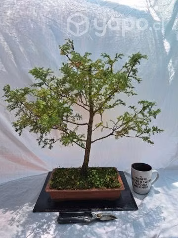 Bonsai