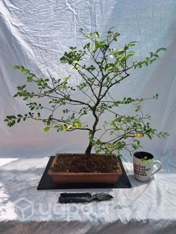 Bonsai