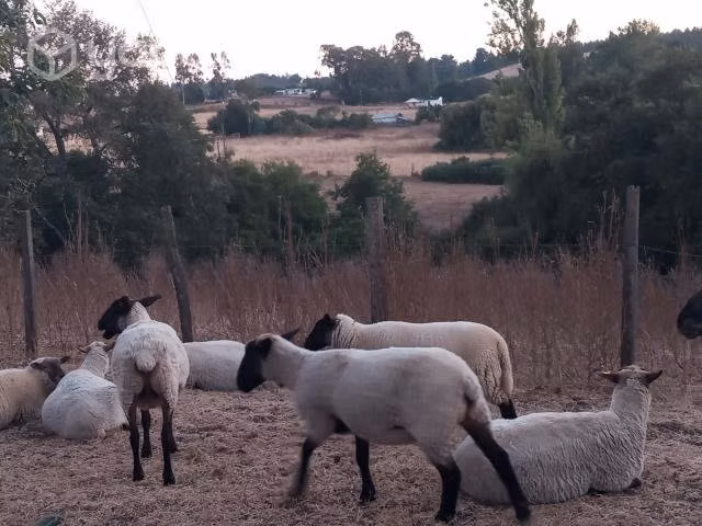 Ovejas .cordero y orregas