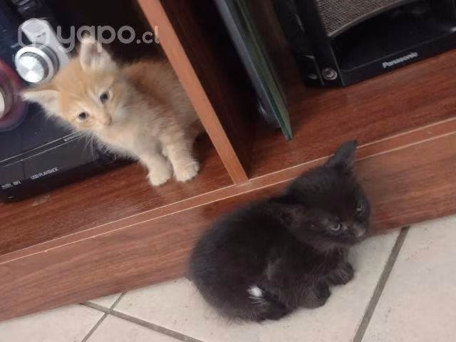 Hermosos gatitos