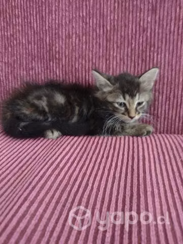 Hermosos gatitos