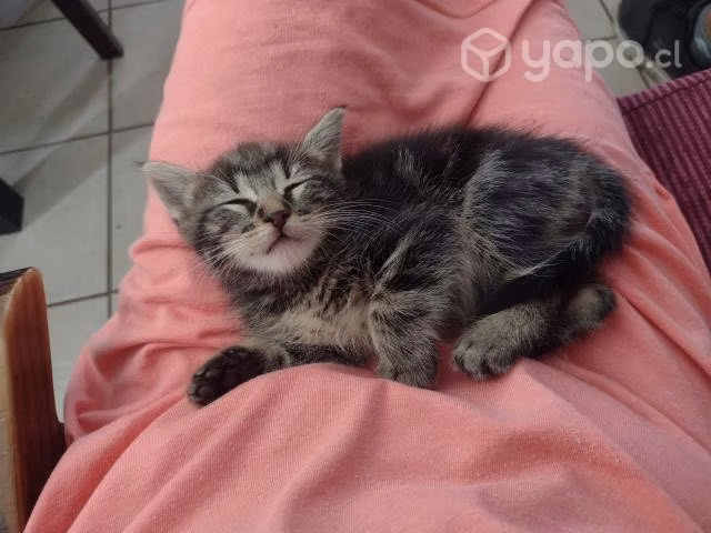 Hermosos gatitos