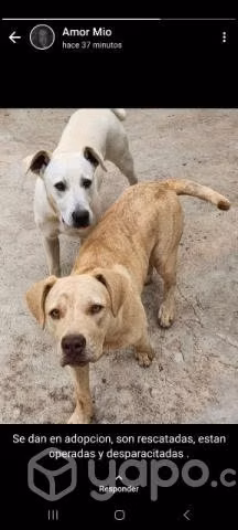 Se regalan 2 perritas