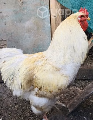 Gallo Brahaman y gallinas criollas