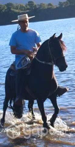 Se permuta caballo chileno - Imagen 3