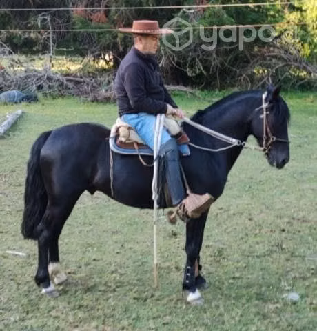 Se permuta caballo chileno - Imagen 4