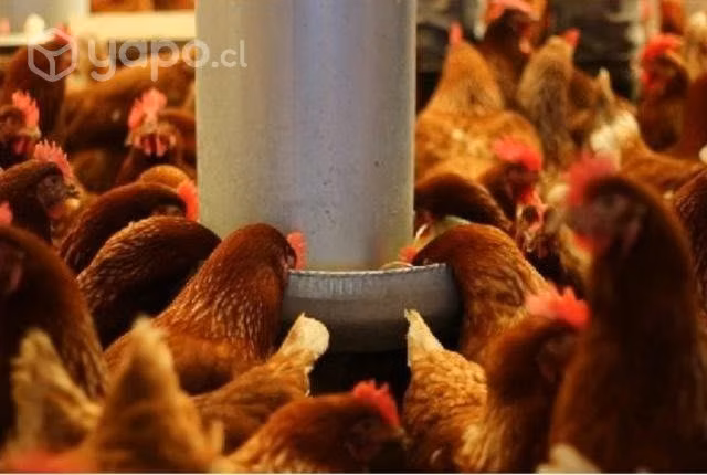 Comederos y bebederos gallinas