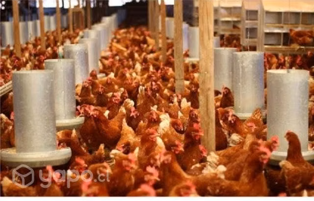 Comederos y bebederos gallinas - Imagen 2