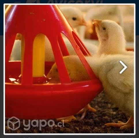 Comederos y bebederos gallinas - Imagen 5