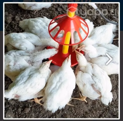 Comederos y bebederos gallinas - Imagen 6