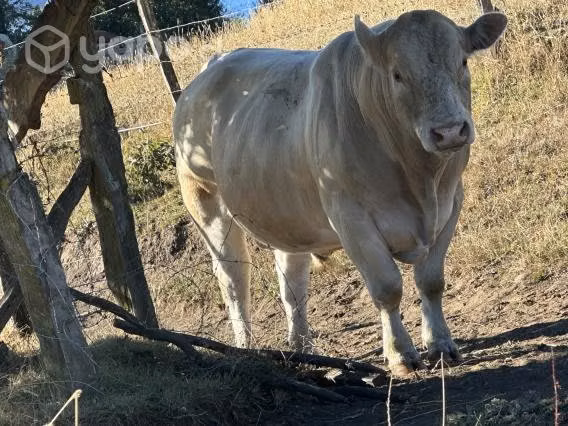 Toro charoláis