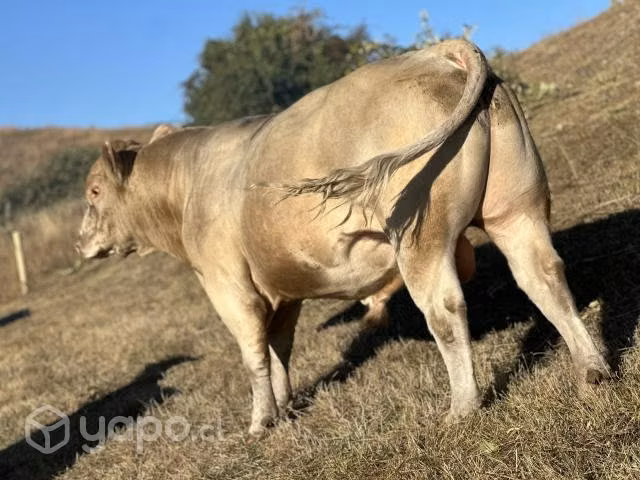 Toro charoláis