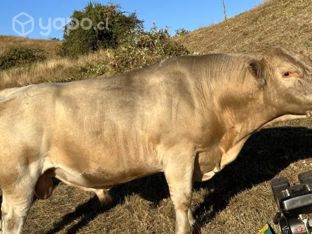 Toro charoláis