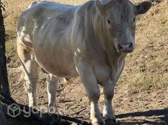 Toro charoláis
