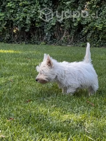 Vendo cachorros de West Highland White terrier