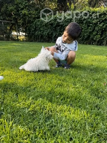 Vendo cachorros de West Highland White terrier