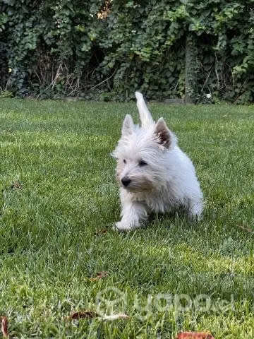 Vendo cachorros de West Highland White terrier