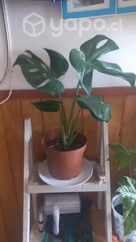 Plantas de hogar