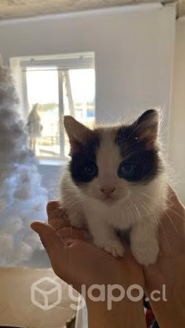 Se regalan gatitos