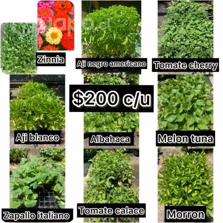 Plantines