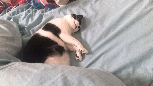 Gatita adulta - Imagen 2