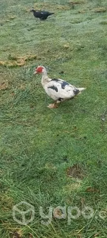 Patito mudo