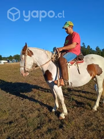 Hermosa Yegua mansita