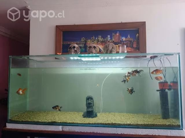 Peceras