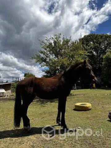 Caballo chileno - Imagen 2