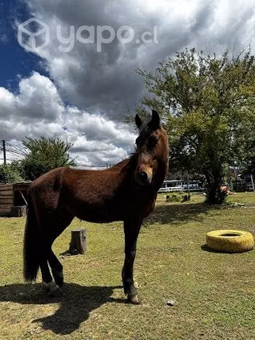 Caballo chileno - Imagen 4