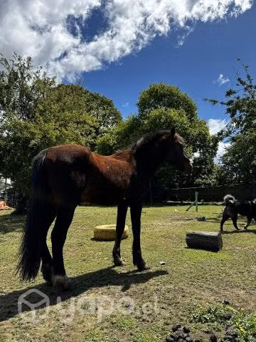 Caballo chileno