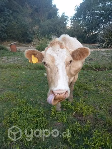 Vaca aleman