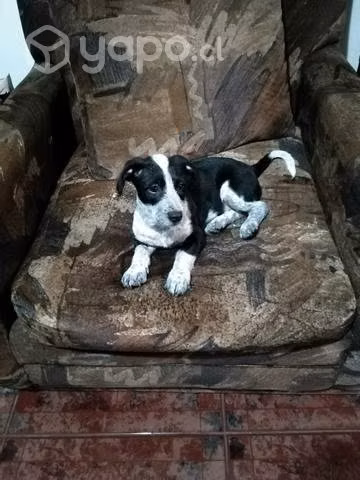 Regalo cachorrita - Imagen 3