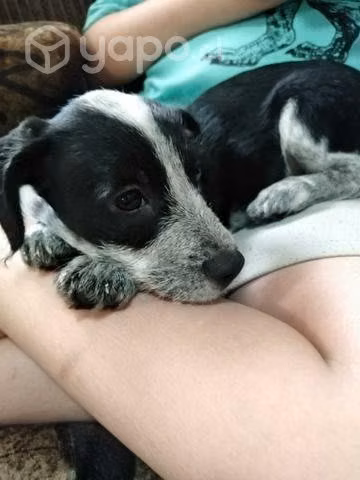 Regalo cachorrita - Imagen 5