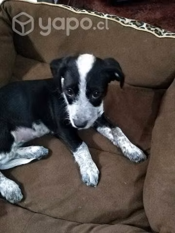 Regalo cachorrita - Imagen 4