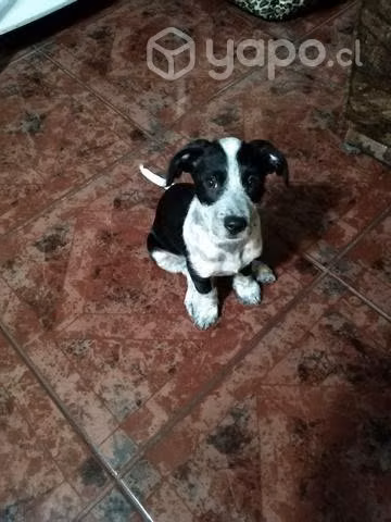 Regalo cachorrita