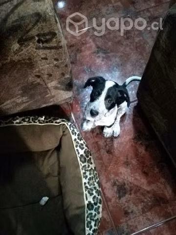Regalo cachorrita - Imagen 2