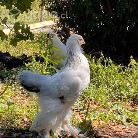 Gallinas Brahmas