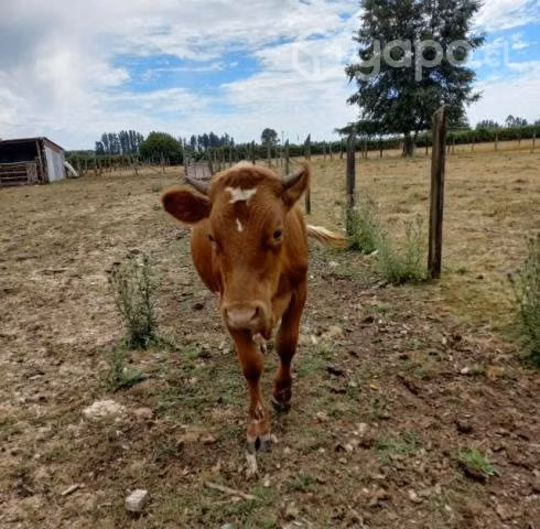 Terneros claveles