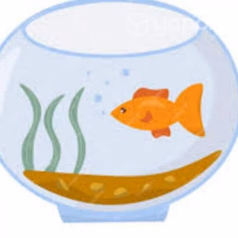 acuario con 14 peces grandes de agua fria